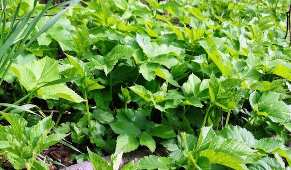 Фото: i.pinimg.com/originals/79/83/39/7983392387191f294d5be2cc6a1235c0.jpg