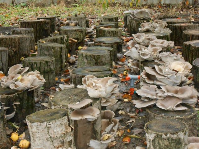 Плантацию вешенок можно разместить на старых пнях