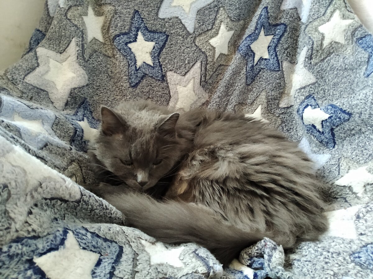 Еще один котофей