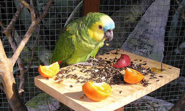 Как правильно кормить ожерелового попугая в домашних условиях: рекомендации и советы