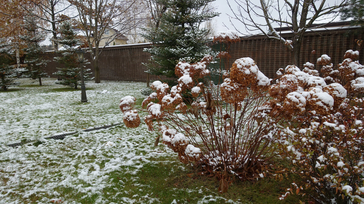 Крупные соцветия можно срезать, чтобы под тяжестью снега не обломало, но обычные шапки гортензий смотрятся в саду очень красиво. Да и обрезанная ветка не подмерзает к весне.