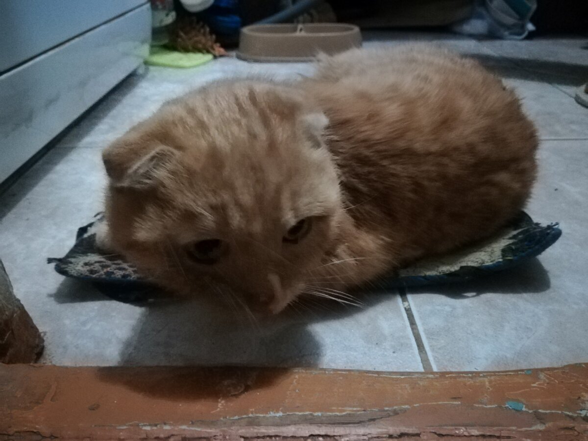 Это я в первые дни у Мауни, на карантине в ванной комнате.