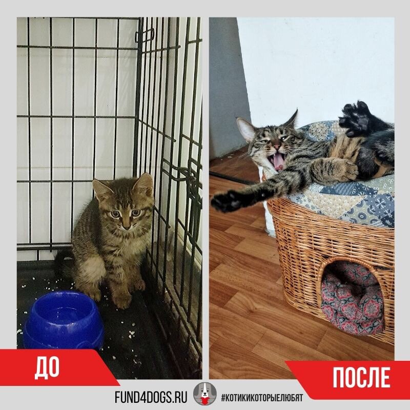 Минхо до и наглый котище после