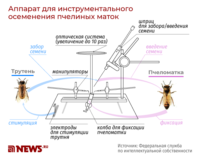 Схема как устроена осеменение. Фото из открытых источников.