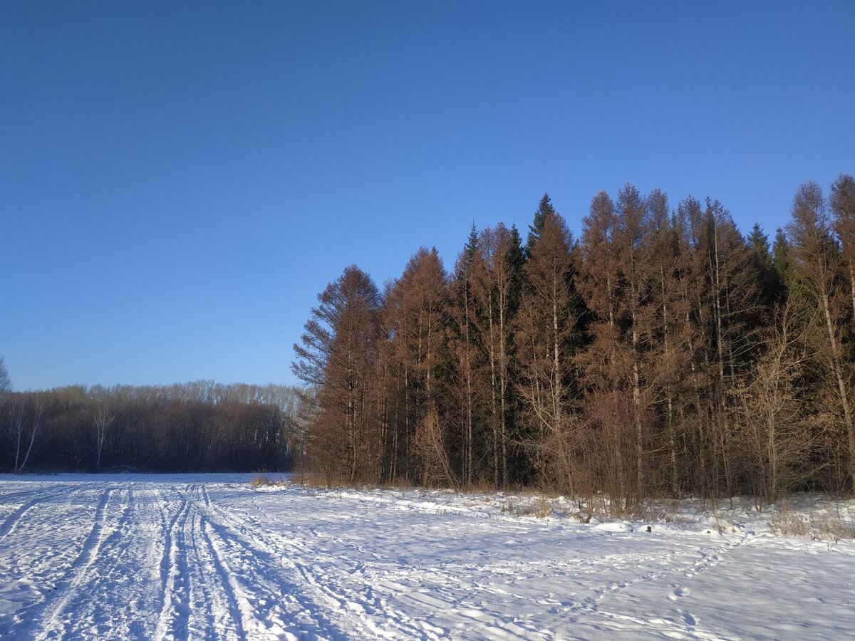 Лесок возле нашего дома, где можно гулять, кататься на лыжах и летом на велосипедах.
