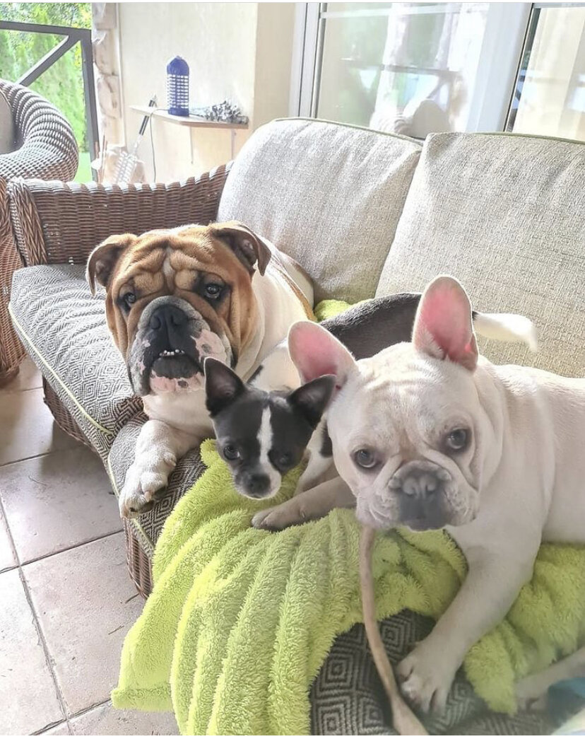 Большое семейство питомцев Шпаков. Фото: Инстаграм Саша Шпак