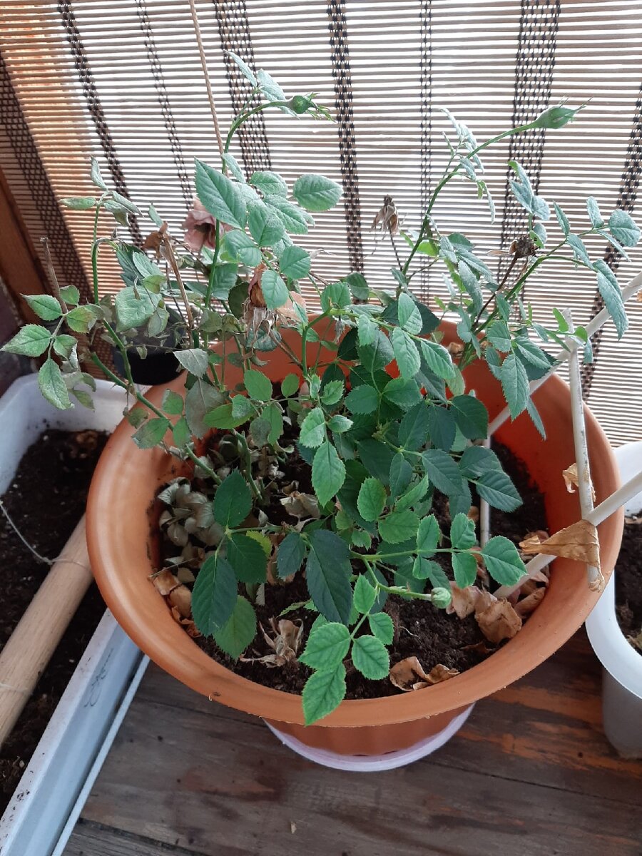 Одну Кордану пересаживал в горшок покрупнее - всё в порядке, прижилась