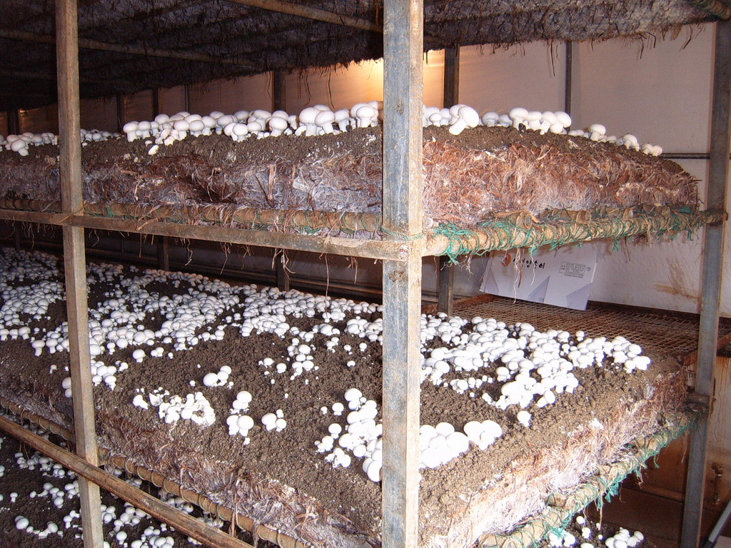 Субстрат для вешенок. Субстрат для грибов. Зерновой мицелий вешенки. Валберис мицелий вешенки. Субстрат мицелия.