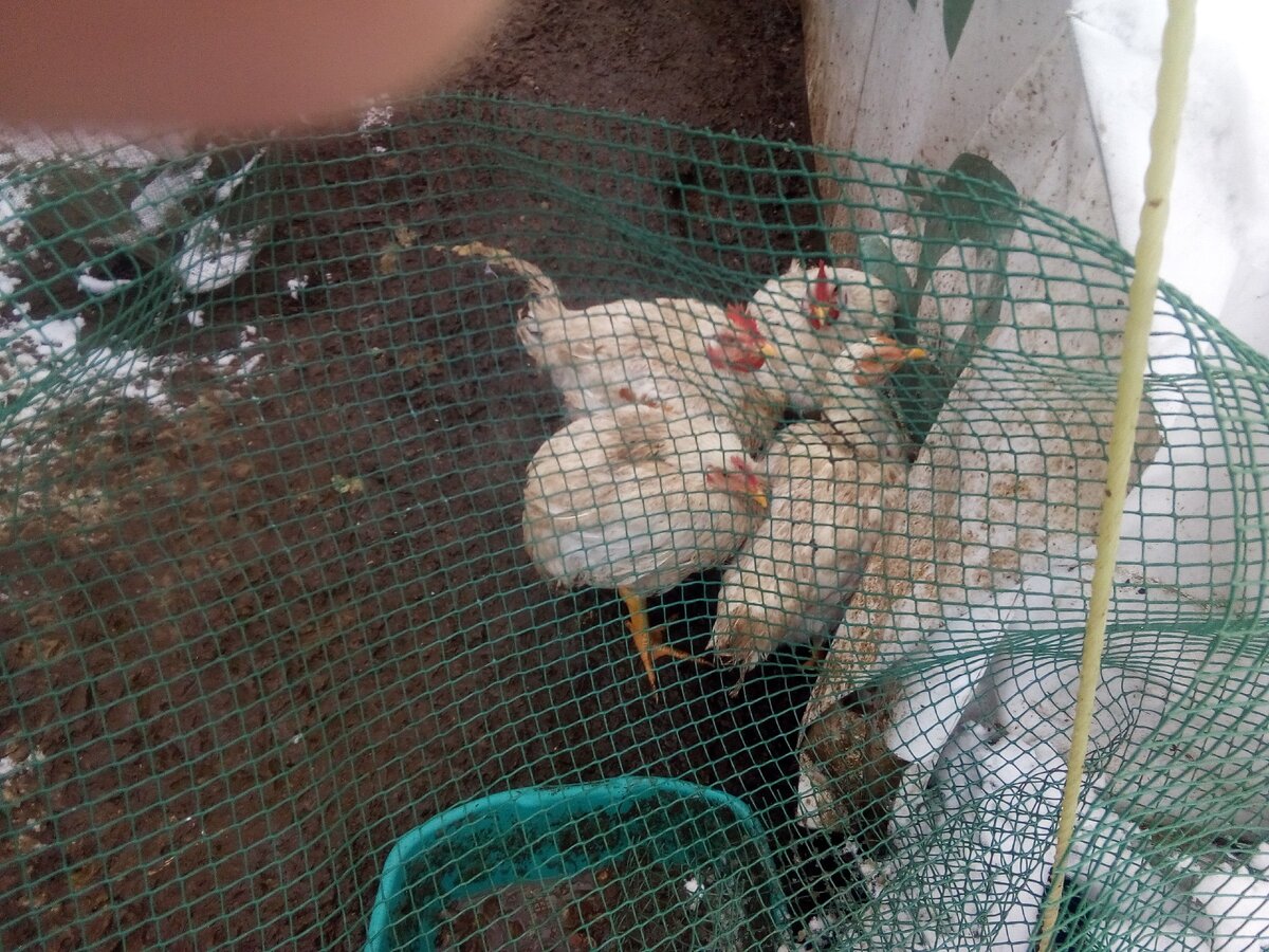 Заговорщики. Скоро двое из них сбегут загона. 