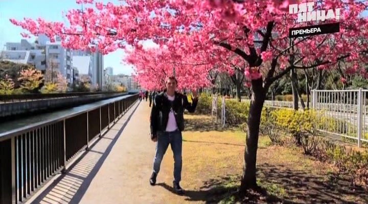 Сакура в Токио