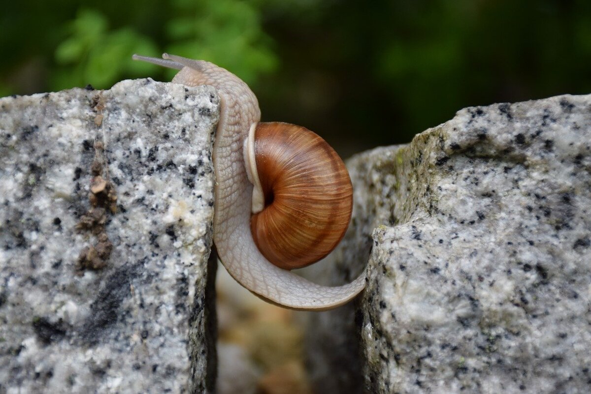 Источник: https://pixabay.com/