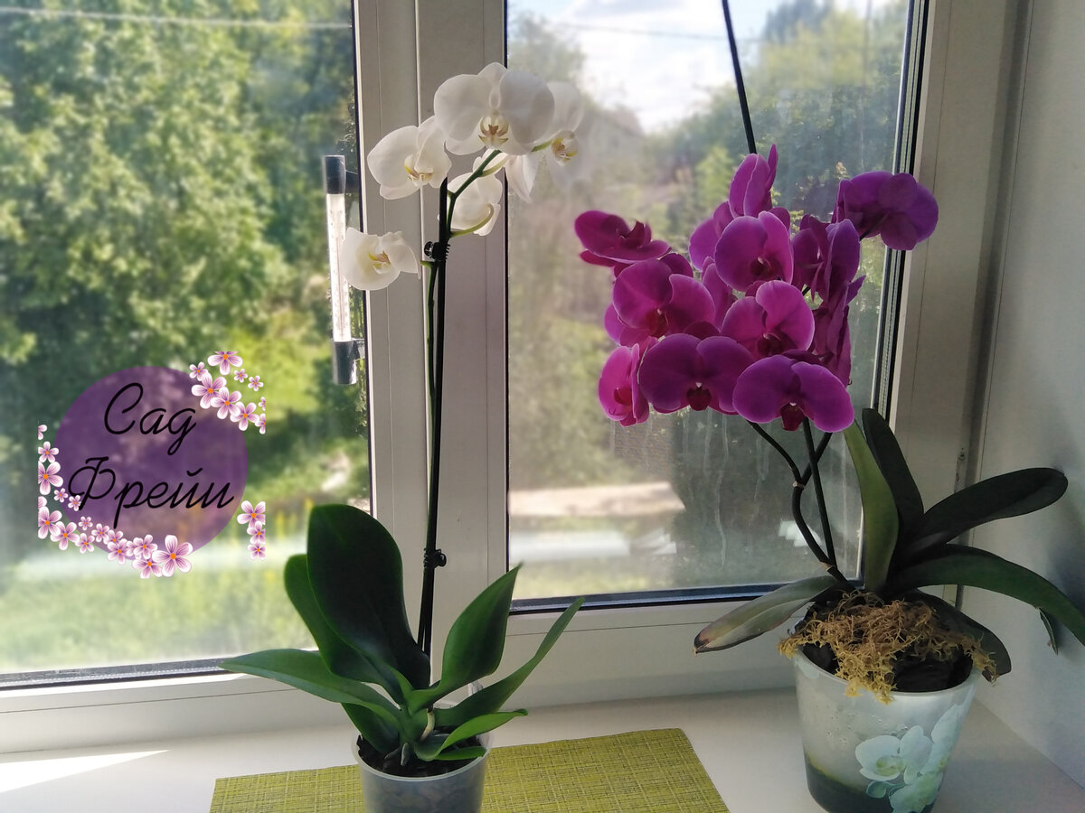 Почему не цветет орхидея и как уговорить ее выпустить новую стрелку | В цветнике (l2luna.ru)