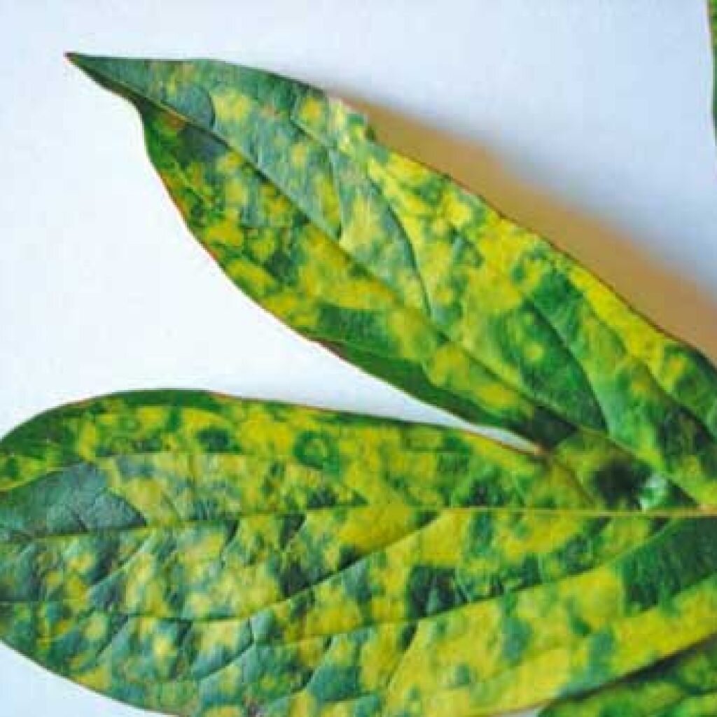 листовая мозаика у растений картинки