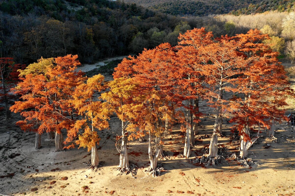 Кипарисы в Сукко