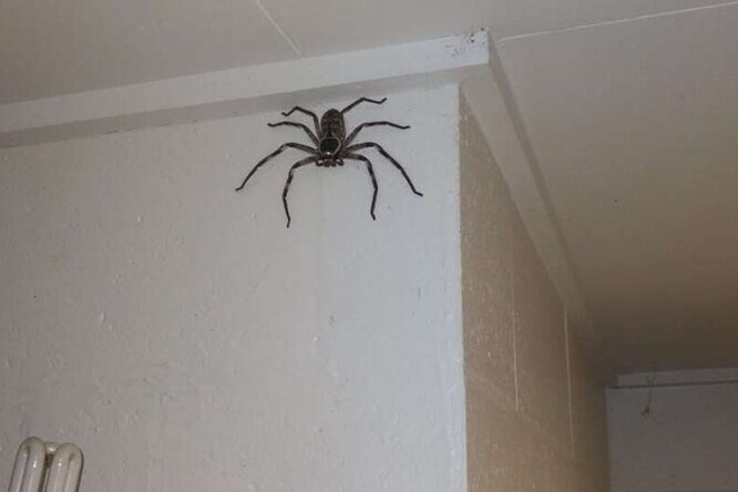 Фото из открытых источников