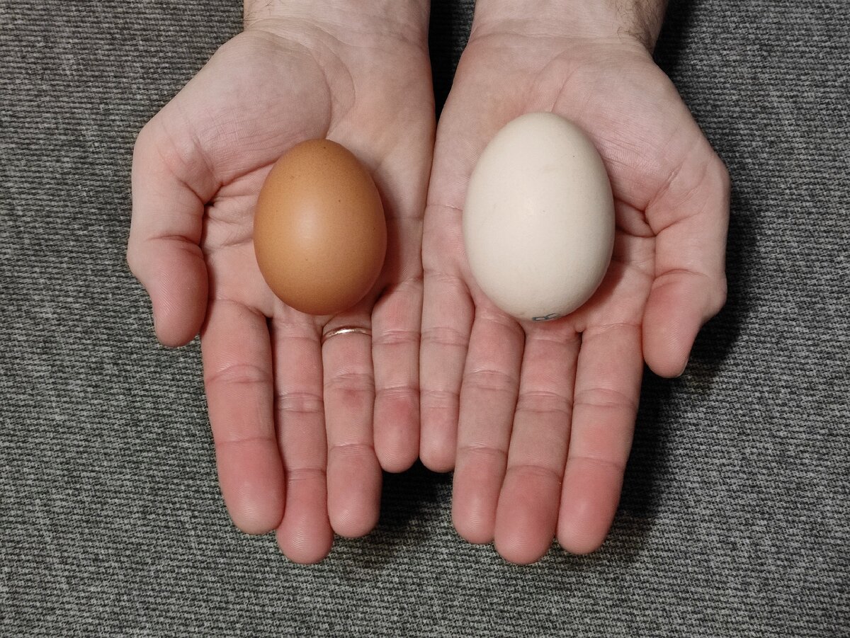 Какие яйца лучше купить. Яйцо бежевое. Живое куриное яйцо. Маленькие куриные яйца.