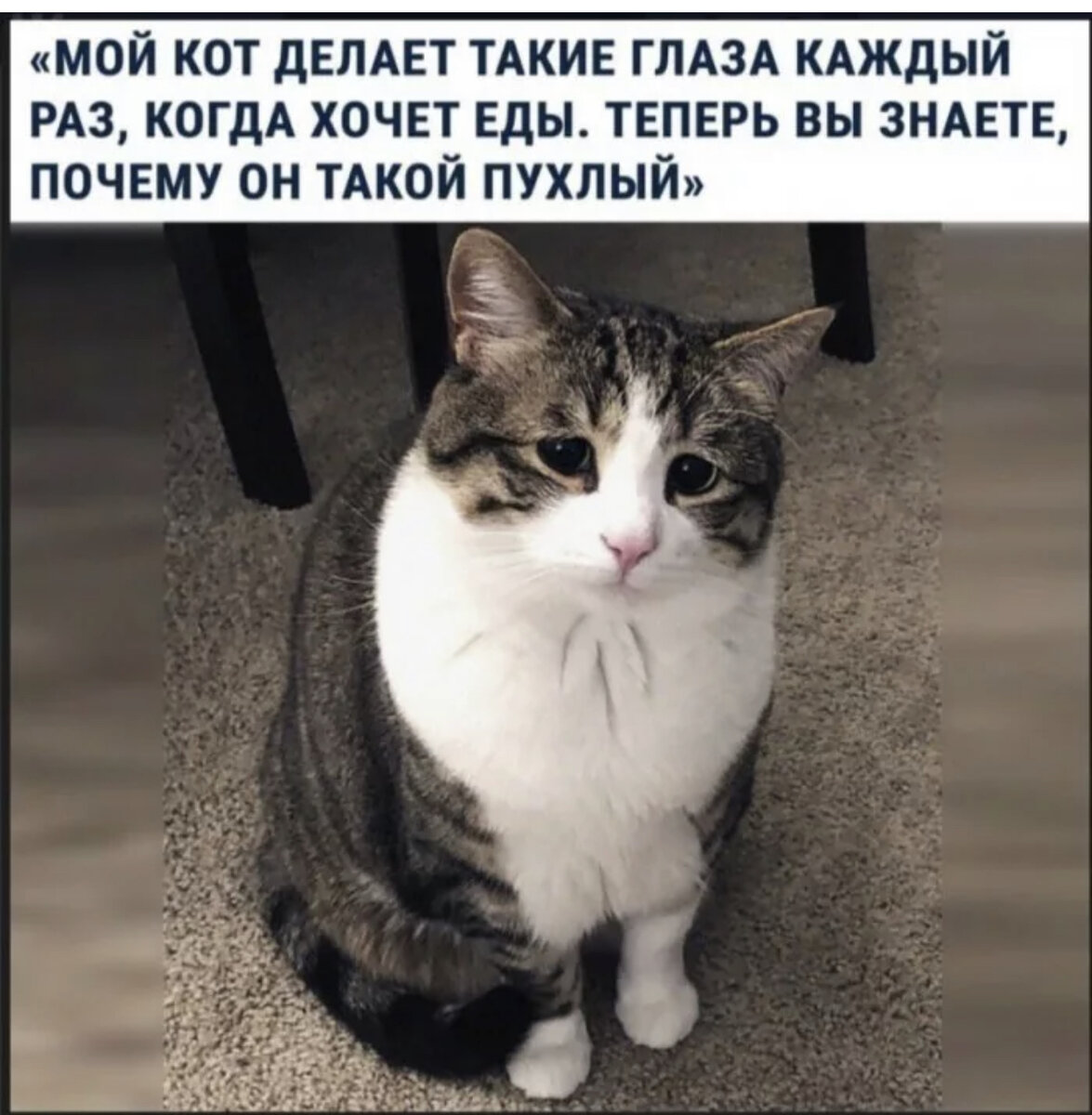 Мой кот