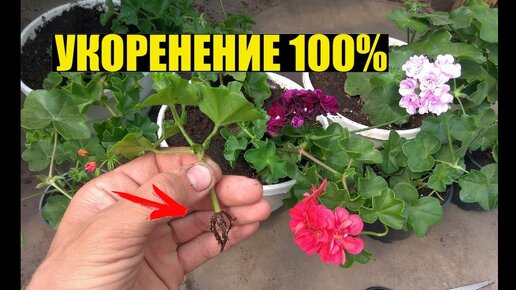 Размножение плющелистной пеларгонии черенками.