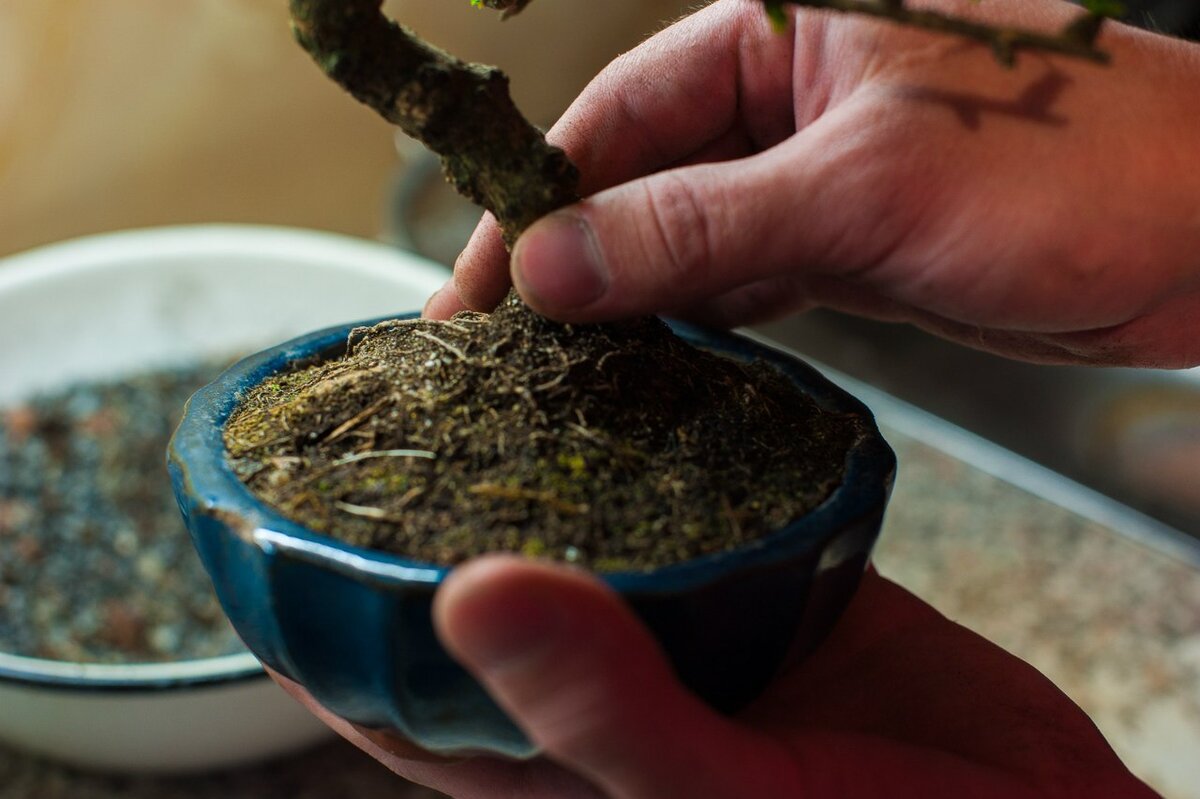 "Курган" на поверхности почвы говорит о том,что корням слишком тесно