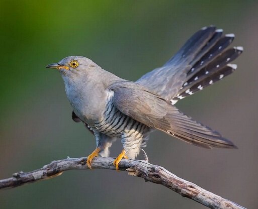 Кукушка обыкновенная 