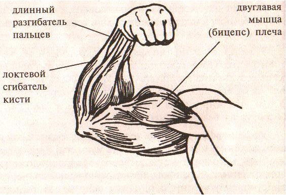 Схема на бицепс