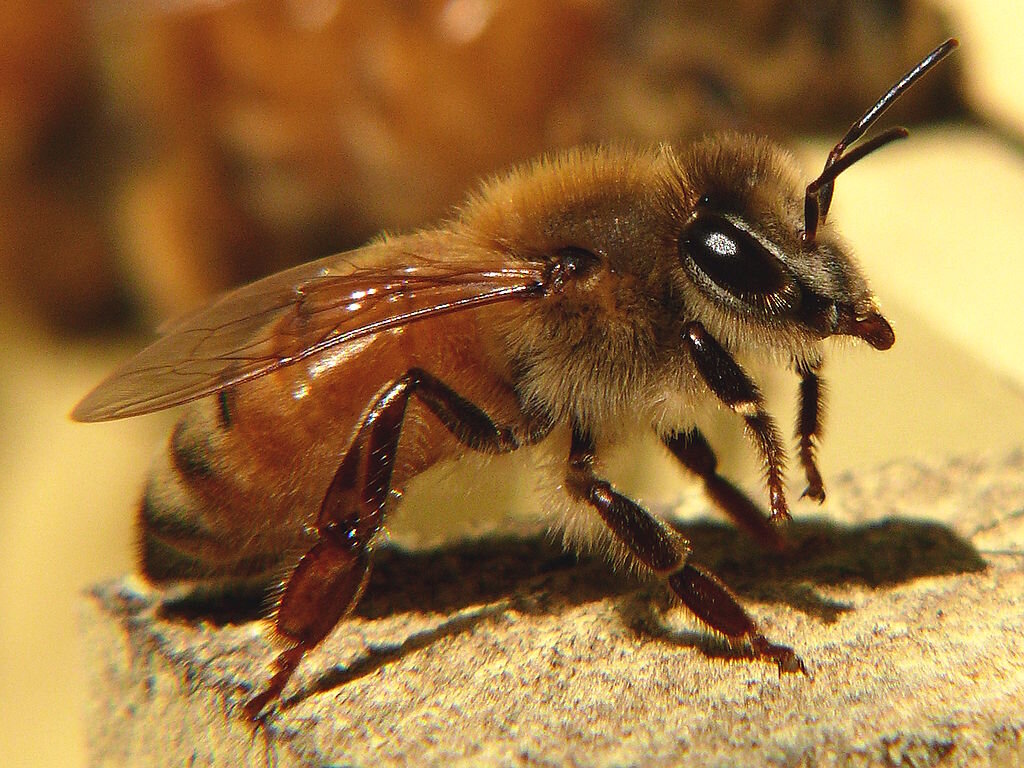 Итальянская пчела или лигурийская пчела.
( лат.  Apis mellifera ligustica )
А так же Бакфаст.