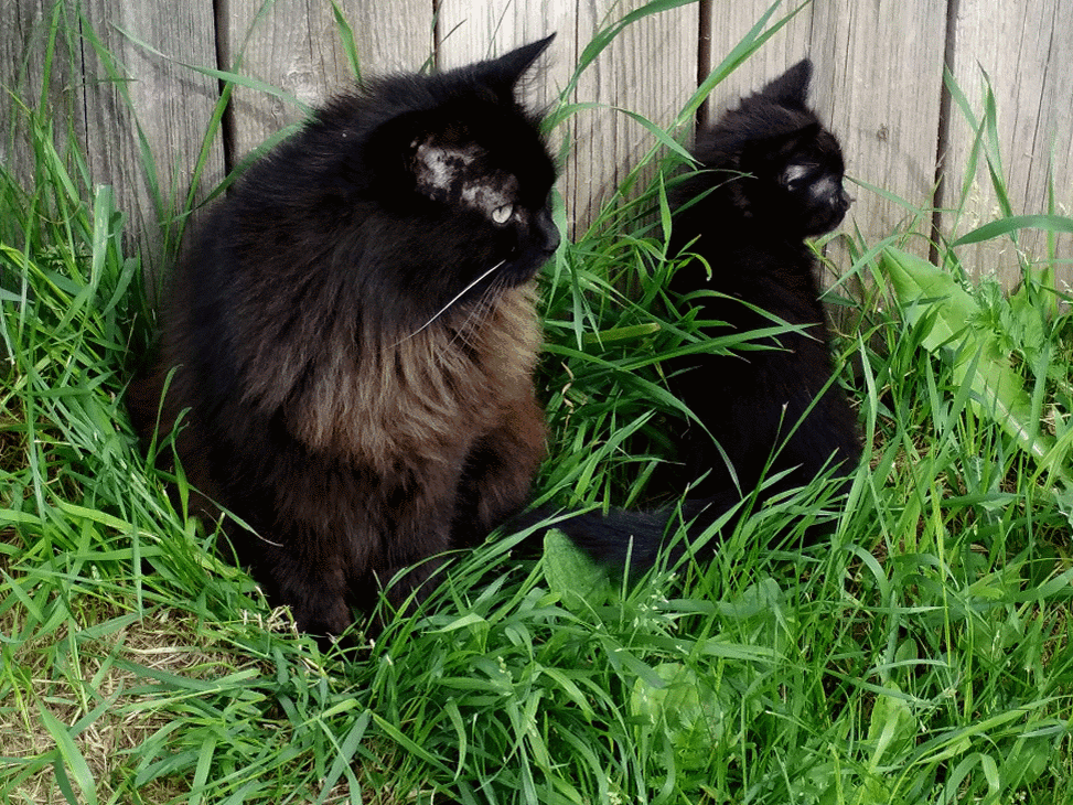 Мои любимки)