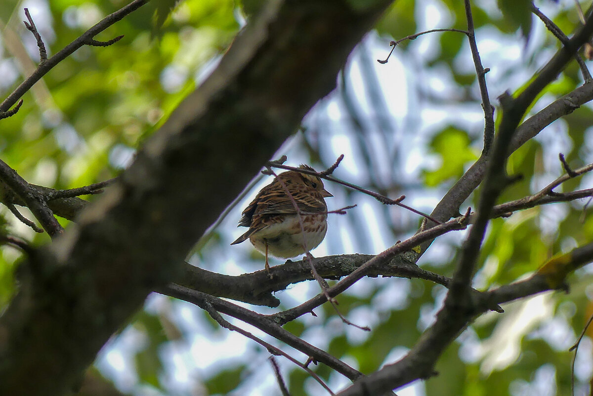 Сфотографирована 4 сентября 2021 года, на дачном участке.
