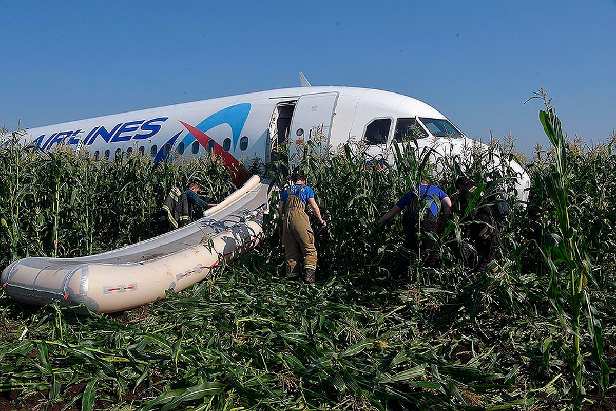 На кукурузном поле Airbus a321. Уральские авиалинии кукурузное поле пилот. Самолёт Airbus a321 Уральские авиалинии. Посадка в Жуковском а 321.