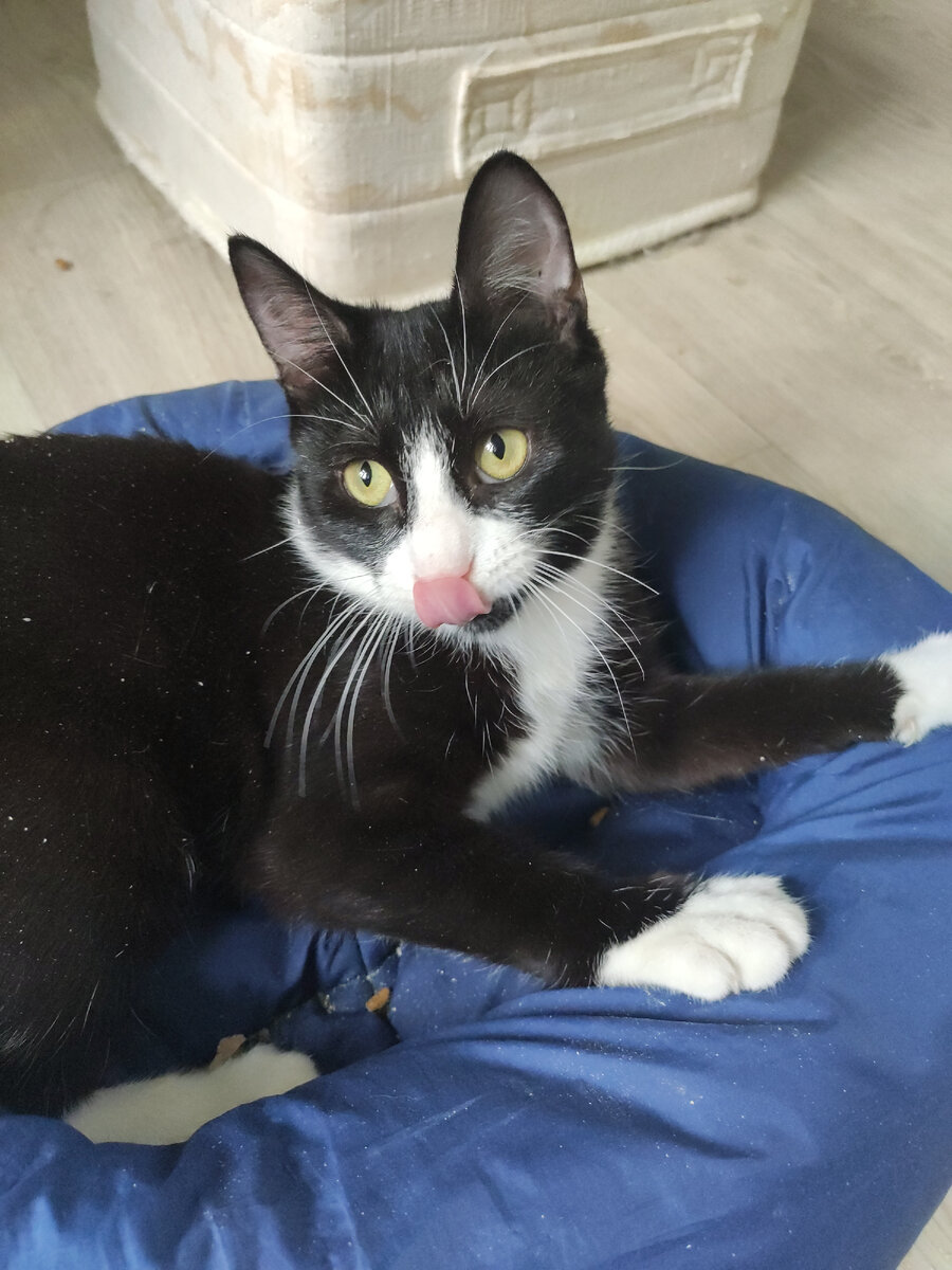 Шилопоп  Максимка😻 умудряется собрать всю пыль и грязь)))