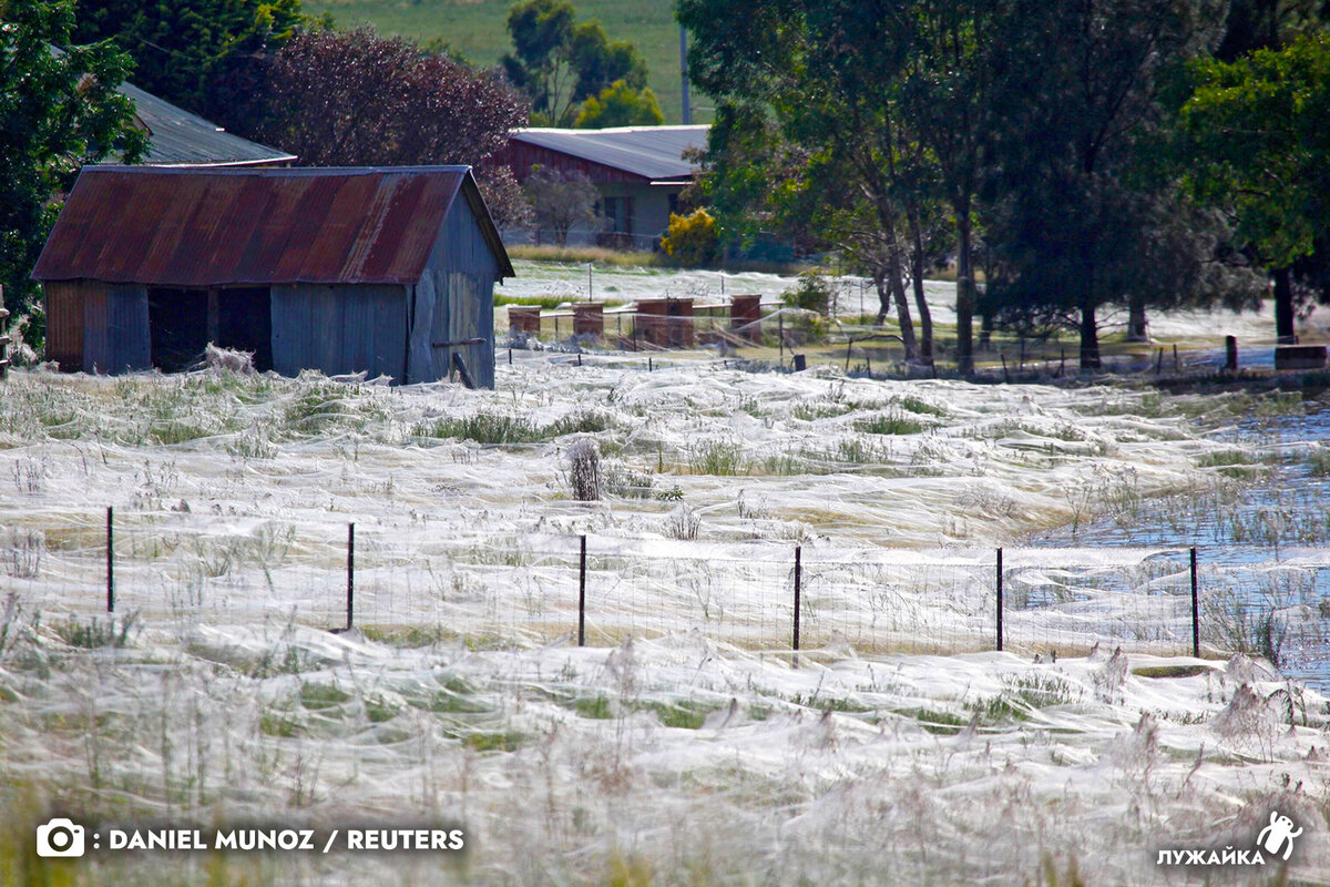 Тысячи пауков различных видов, создали большие сети после наводнения в штате Виктория 