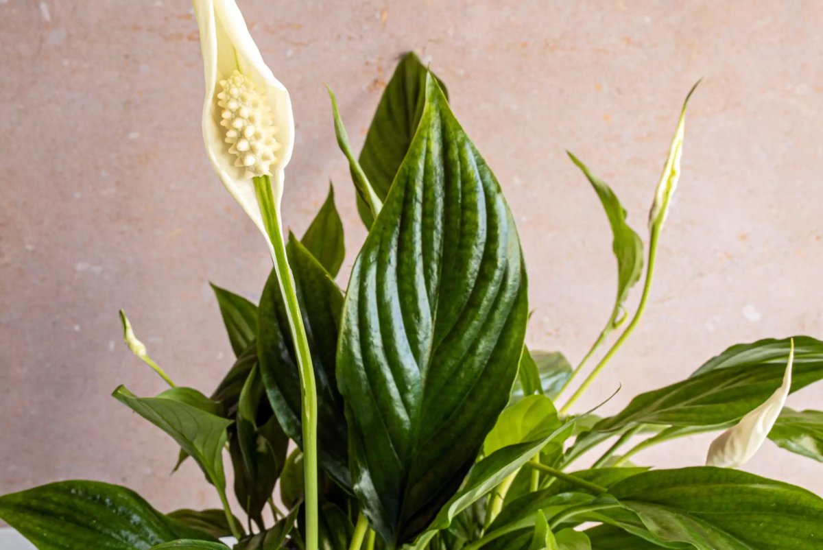 Spathiphyllum House Plant