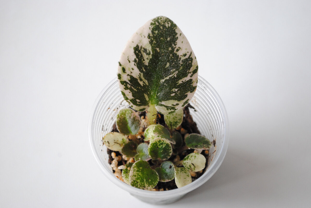 Н-Голубое солнышко с детками