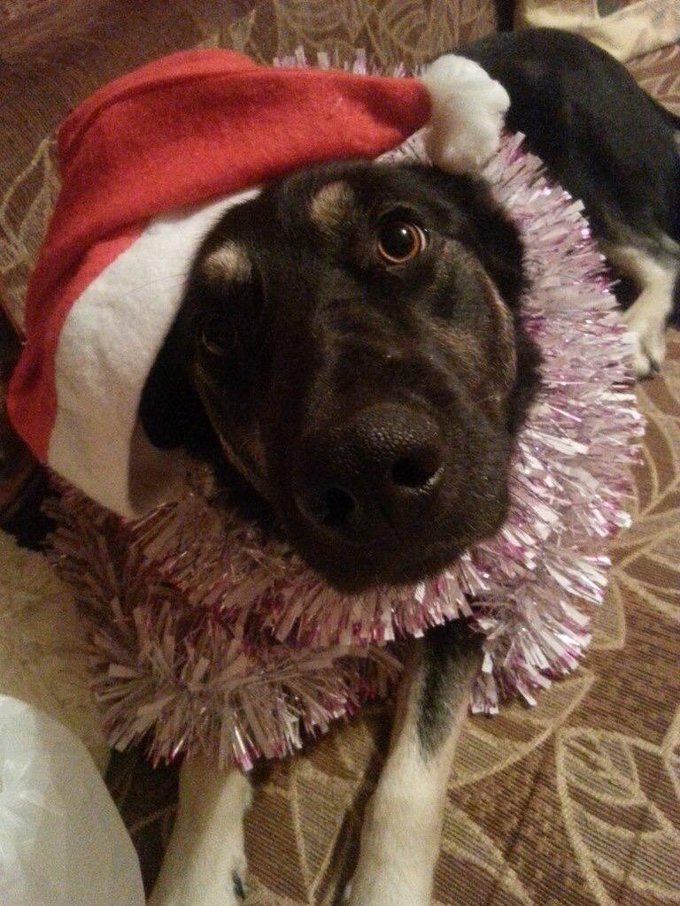 Собака по имени Чара одна из первых питомцев приюта