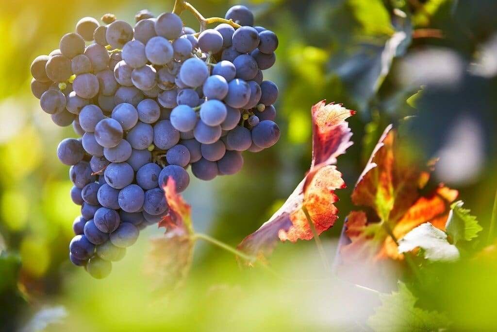 5 популярных сортов винограда с разными названиями по всему миру
