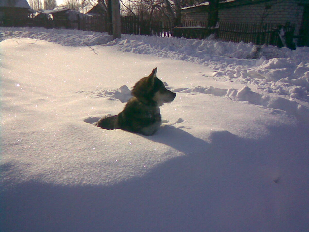 Шрэк в деревенском сугробе