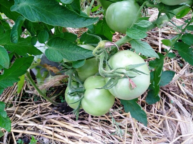 Сорт помидоров "Космонавт Волков" в теплице с мульчёй
