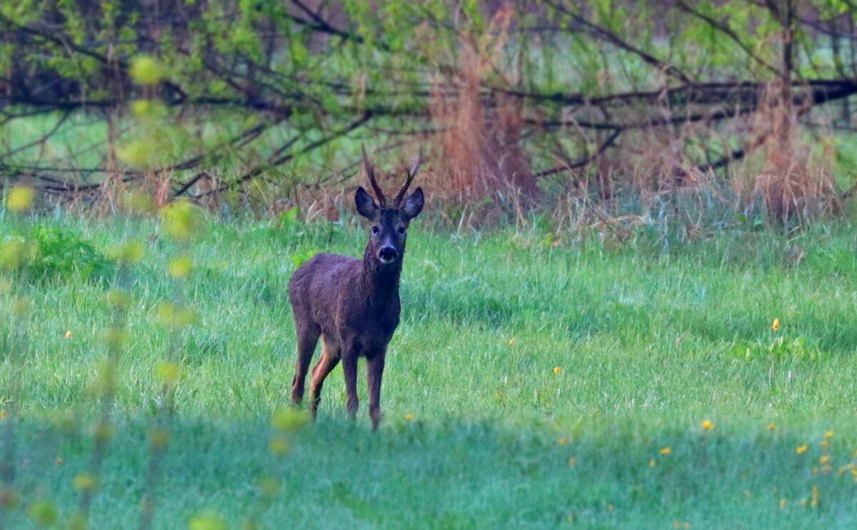 Косуля тоже обомлел. Ибо самец.
