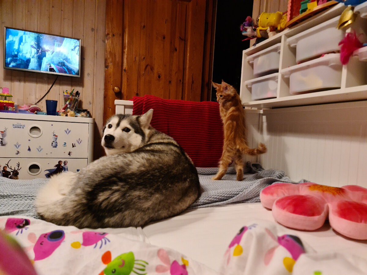Спальное место для домашней кошки и собаки. ⋆ Sorgente