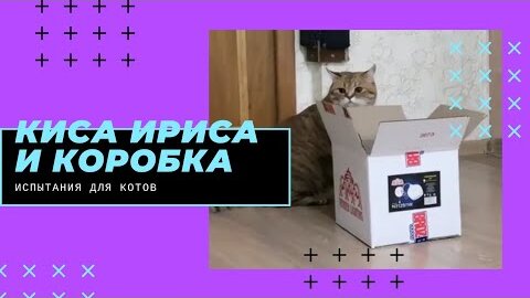 Зимний домик для кошки на улице