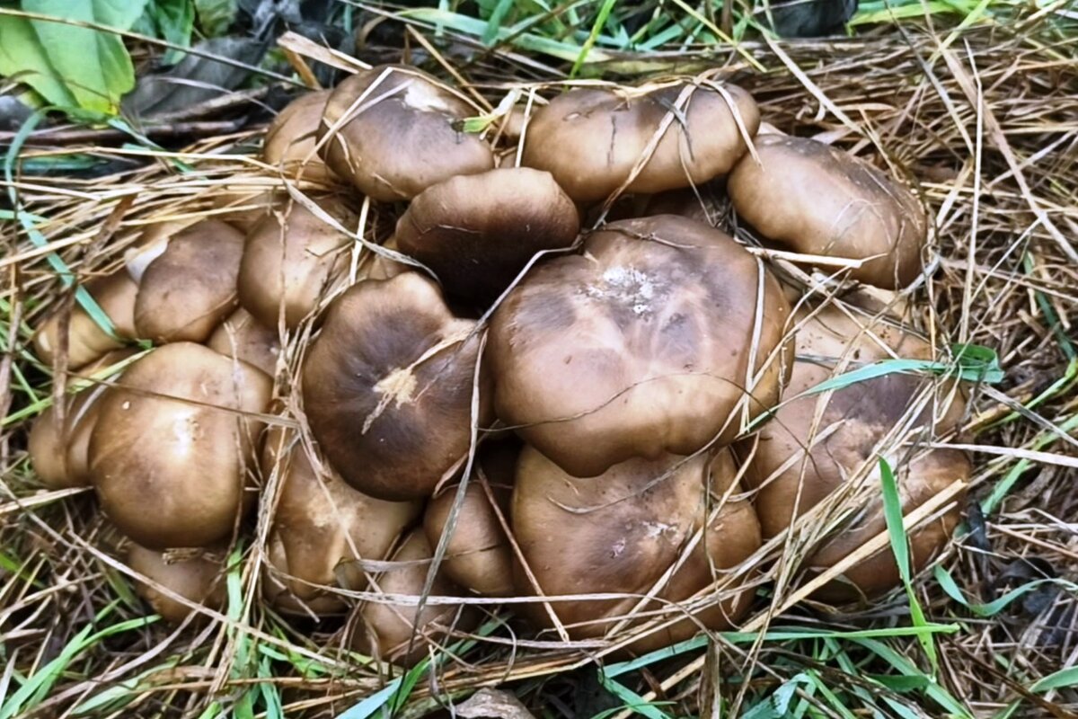 Георгиев гриб или майская рядовка в рассоле. Calocybe gambosa.