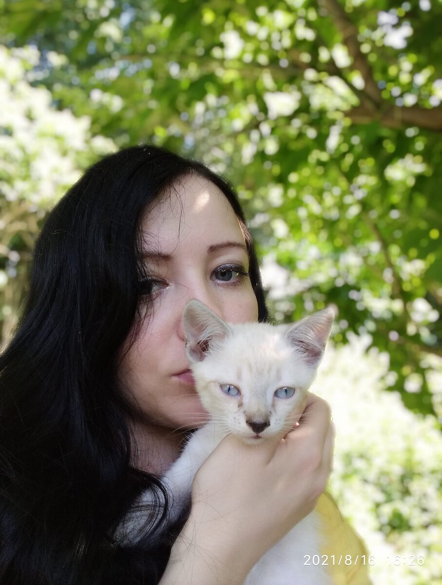 белый котик с голубыми глазами