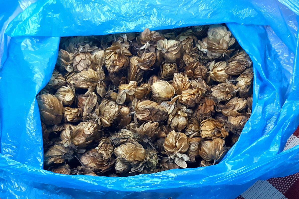 Первая попытка высушить не удалась, он потемнел