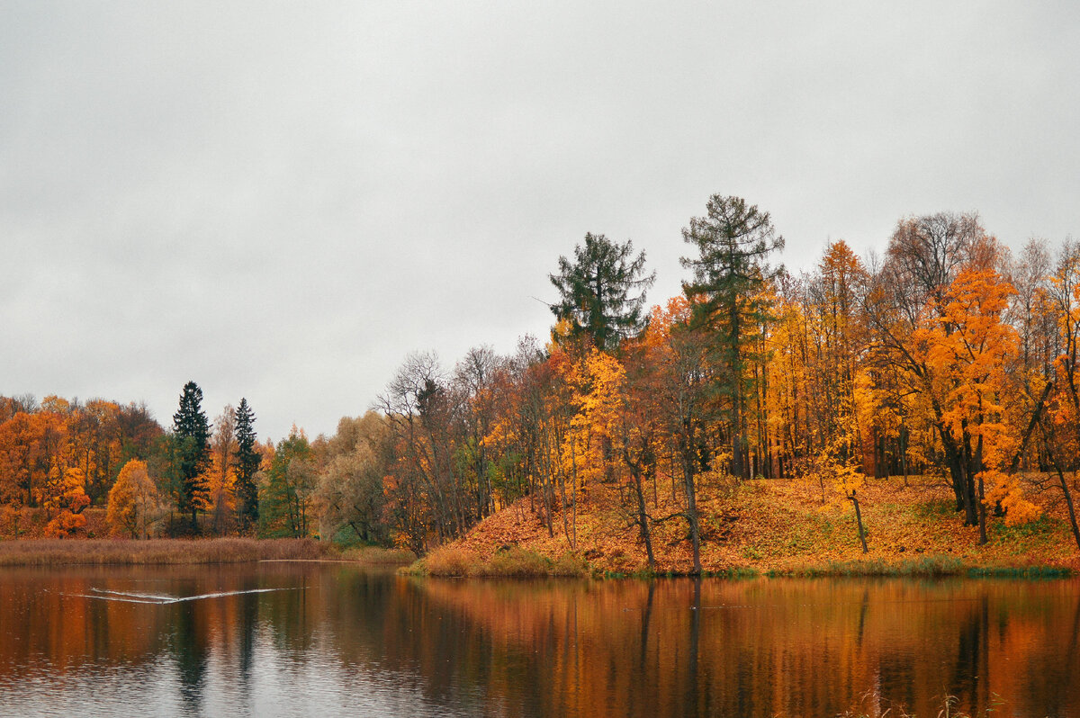 Золотые краски осени в Ораниенбауме