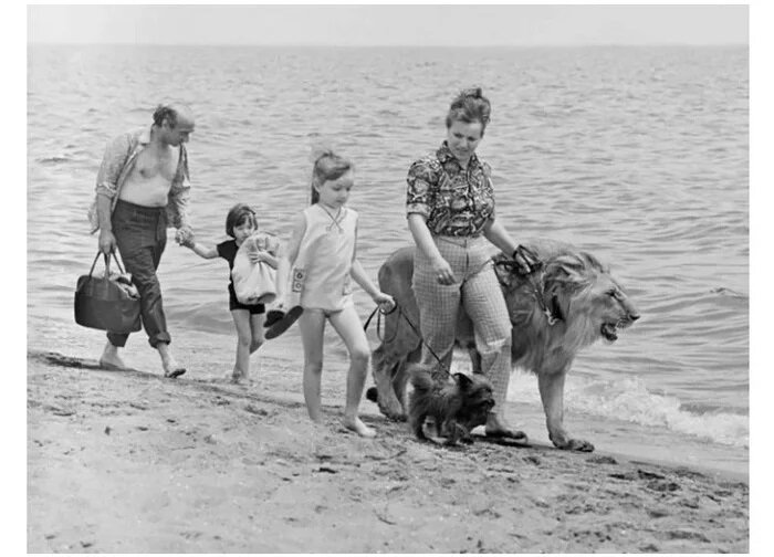 А так, хороший был лев. С ним гуляли по городу и пляжам, как с собакой. Пока у него не началось половое созревание.