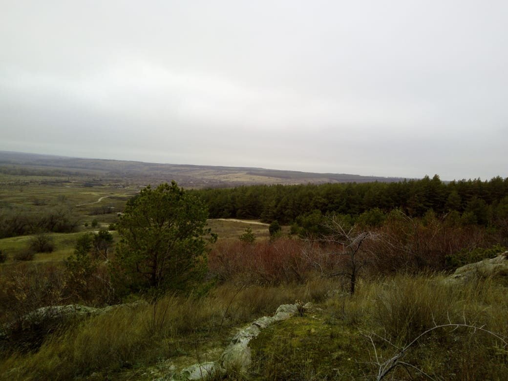    Поднялись на гору. Справа стена хвойного леса. Внизу его огибает песчаная дорога, которая уходит в деревню