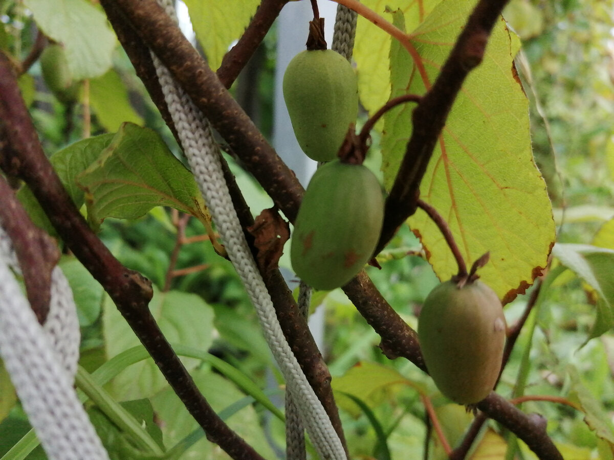 Актинидия коломикта. Фото автора.