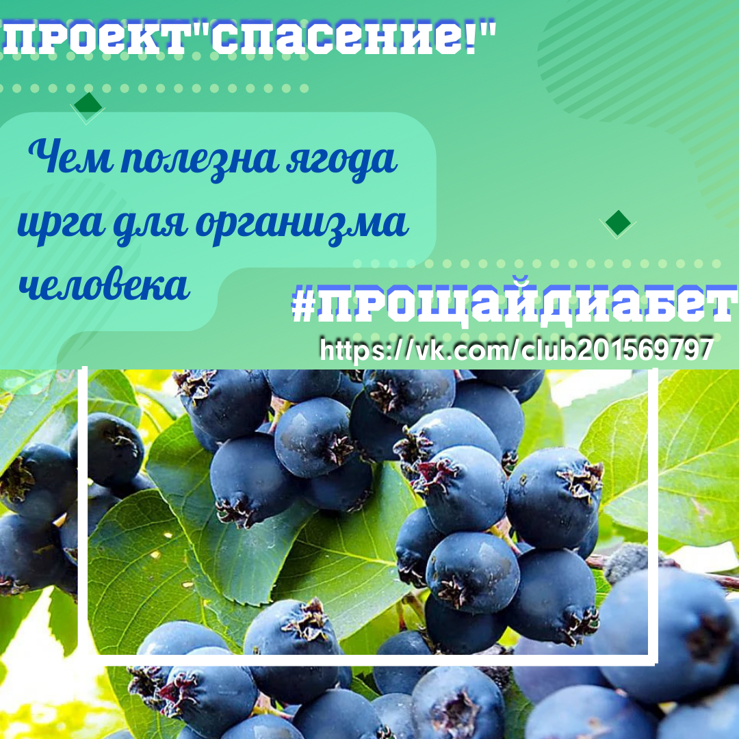 Ирга ягода чем полезна для женщин. Ягода ирга чем полезна. Ирга чем полезна для человека. Ирга ягода польза. Ирга польза для здоровья человека.