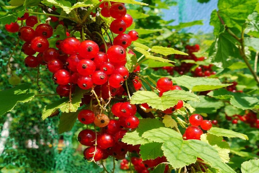 ФОТО «СПб ведомости»