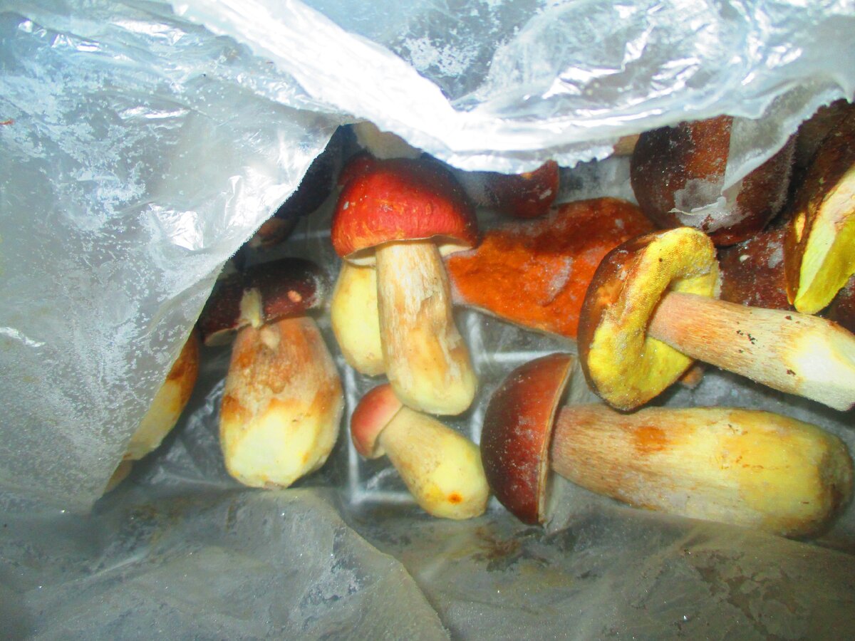 Морозильный Ларец. Автор.